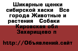 Шикарные щенки сибирской хаски - Все города Животные и растения » Собаки   . Кировская обл.,Захарищево п.